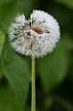 Fiori e Natura - 056